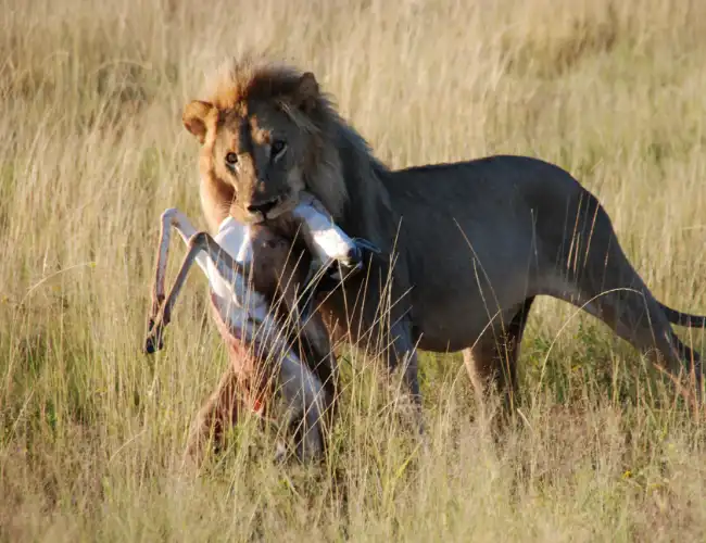 Etosha National Park